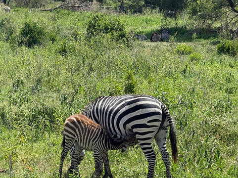 African Skies Tanzania-阿鲁沙必去景点