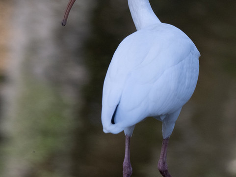 White City Park-匹尔斯堡必去景点