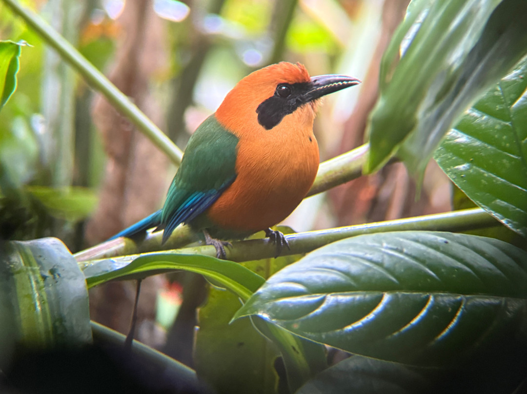 Jungle Life Costa Rica-Bijagua de Upala必去景点
