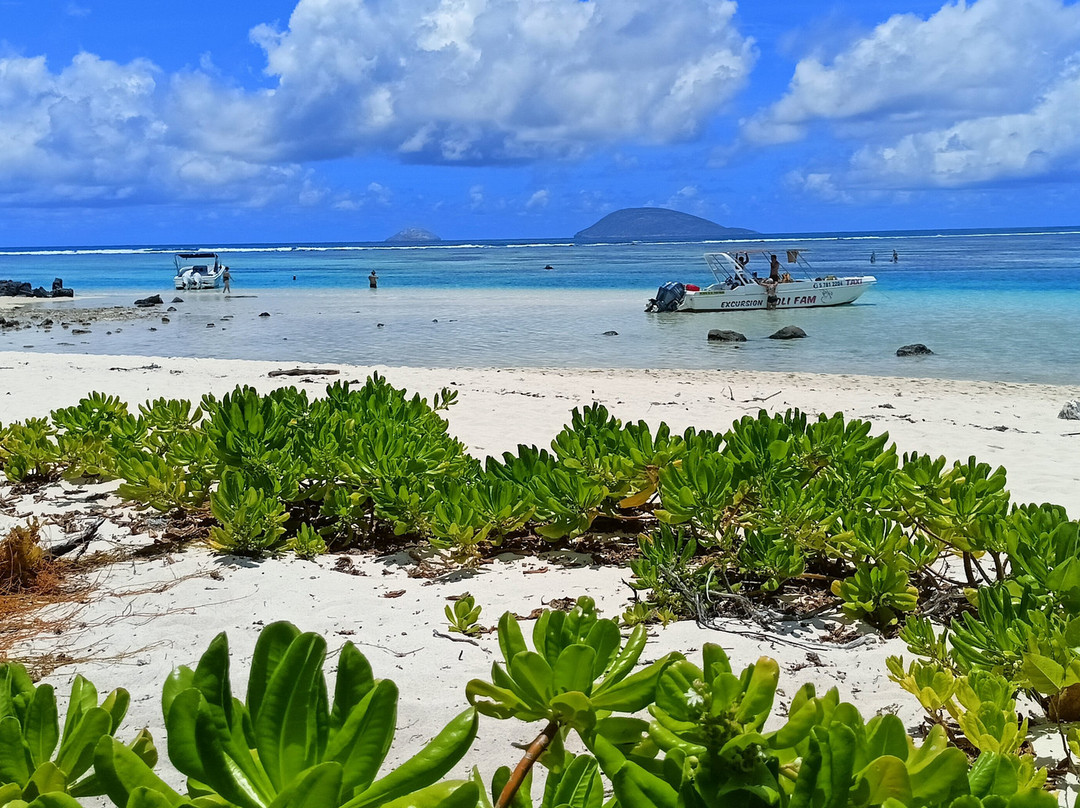 Coral Belle Catamaran Cruises-大湾必去景点