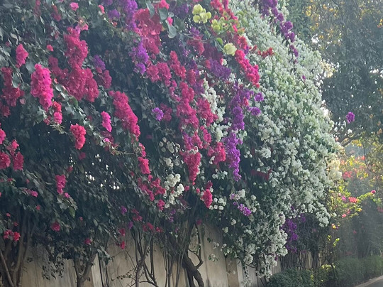 Nambiar Club Bellezea主图