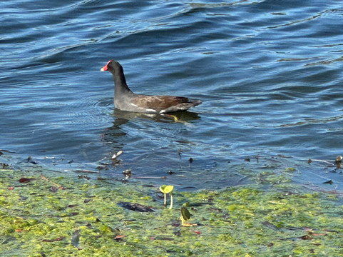 Lighthouse Park-Mount Dora必去景点