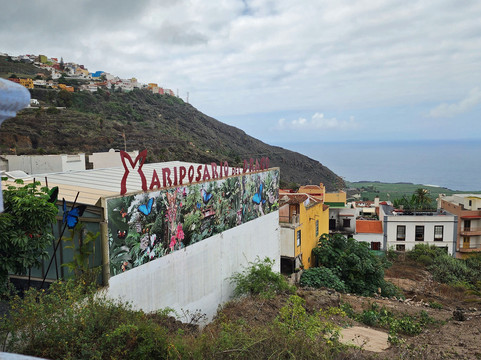 El Drago Milenario-伊科德洛斯维诺斯必去景点