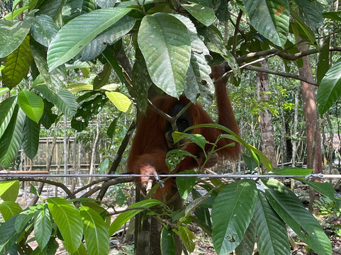 Trekking Orangutan Sumatra-武吉拉旺必去景点