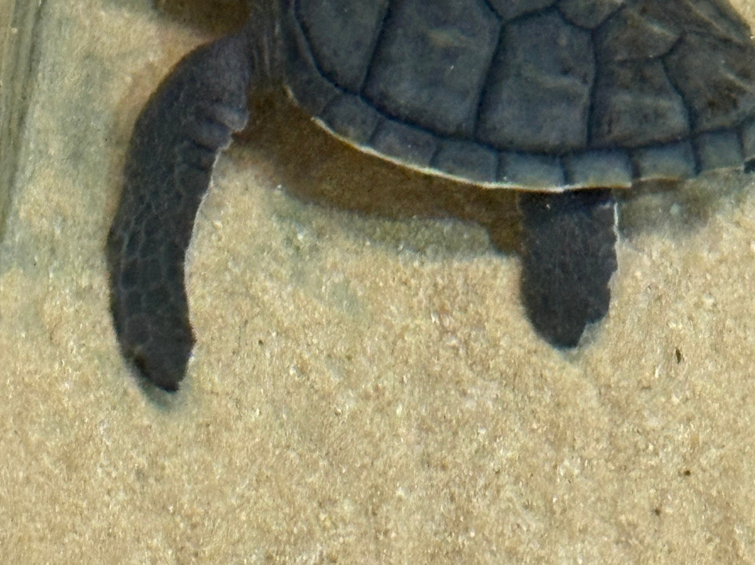 Sea Turtle Conservation Project (Koggala)-克拉必去景点