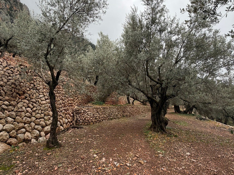 Es Seregalls-Fornalutx必去景点