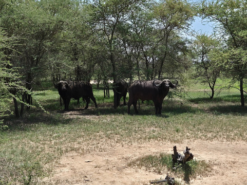 NICE ADVENTURE SAFARI-Dar es Salaam必去景点