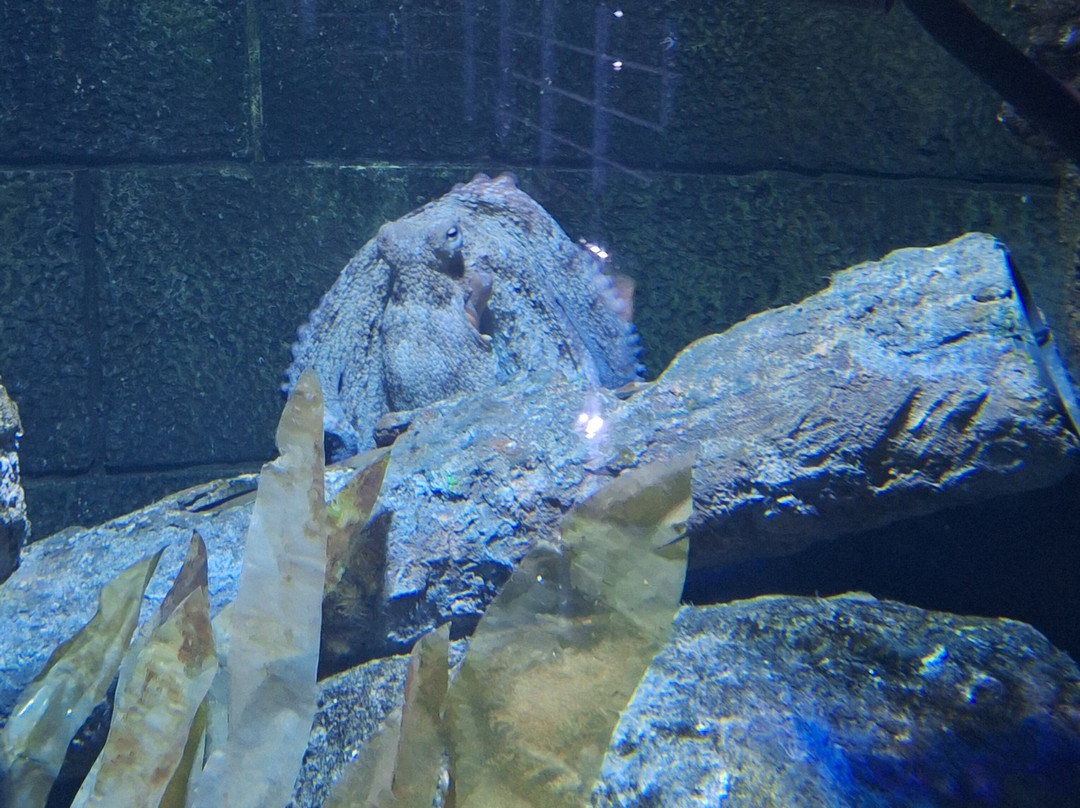 Bristol Aquarium-布里斯托尔必去景点