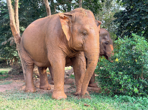 Samui Elephant Sanctuary-波普特必去景点