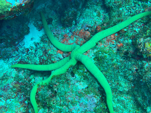 Blue Bay Divers Diving Centre-蓝湾必去景点