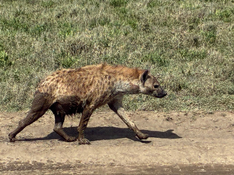 Watatu Travel-阿鲁沙必去景点