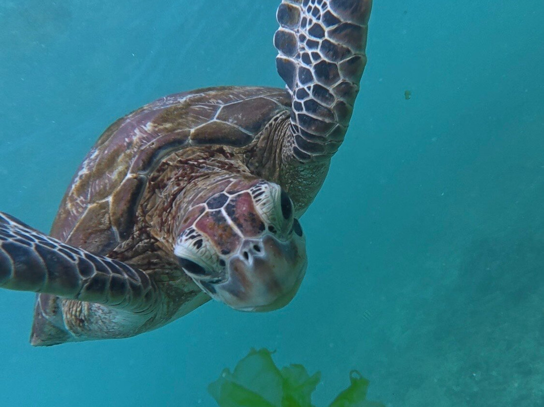 Hiru's turtle vibe-Thalaramba必去景点