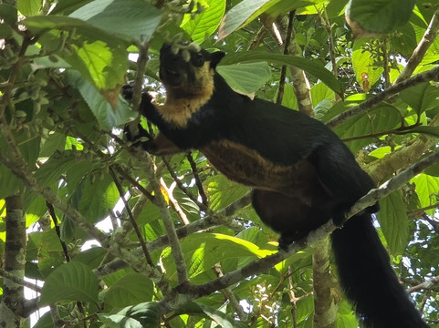 The Habitat Penang Hill-槟城岛必去景点