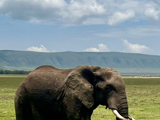 Leopard Tours Limited-阿鲁沙必去景点
