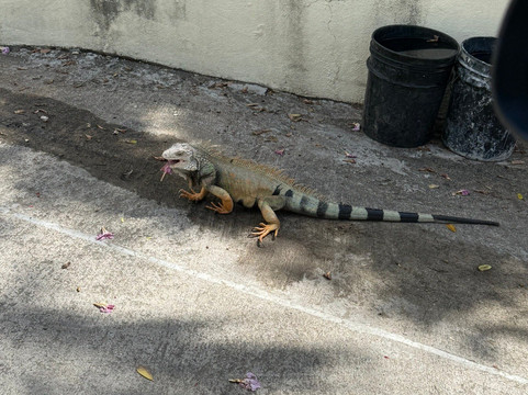 Vieques Island-维切克岛必去景点