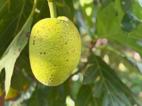 ECO Rides Cayman-East End必去景点