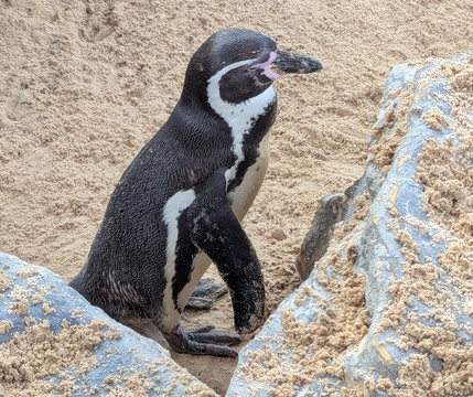 Colchester Zoo-科尔切斯特必去景点