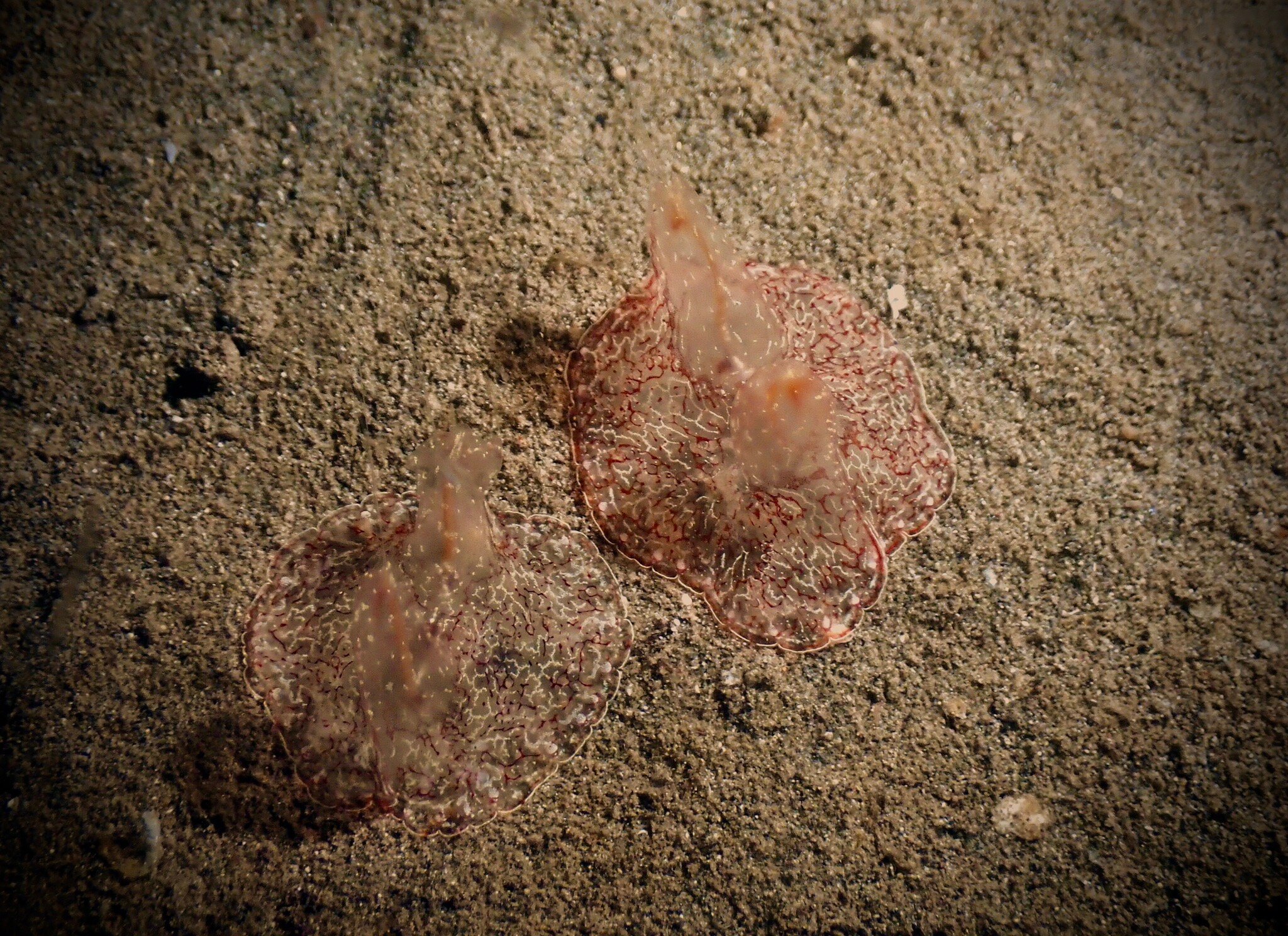 巴厘岛塔曼纱丽水疗度假村-官方