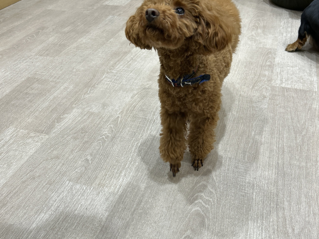 Puppy Cafe Rio Kamakura Komachidori-镰仓市必去景点