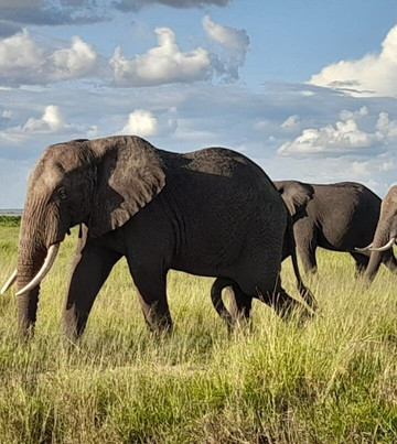 Nature Insight Safaris-内罗毕必去景点