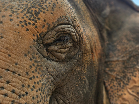 Maerim Elephant Sanctuary-夜林必去景点