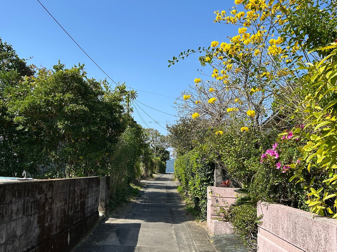 Shodon Deigo Trees-濑户内町必去景点