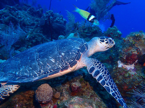 Living The Dream Divers-七哩滩必去景点