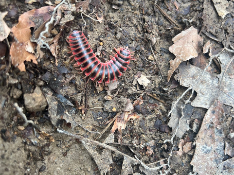 Burgess Falls State Park-Sparta必去景点