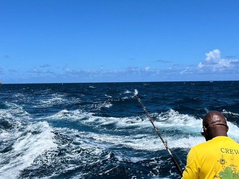 Wadadli Cats-安提瓜必去景点
