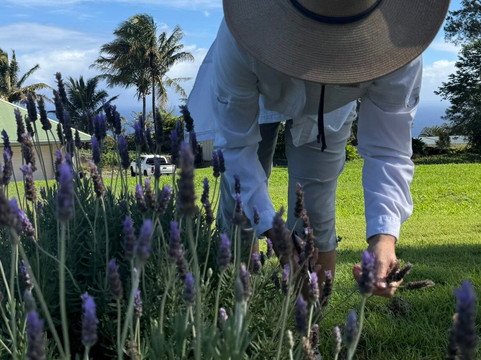 Kalopa Fields Farmstead-霍诺卡阿必去景点