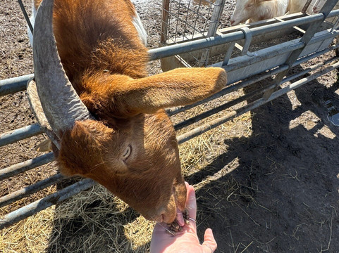 Walnut Tree Farm Park-St. Brides Wentlooge必去景点