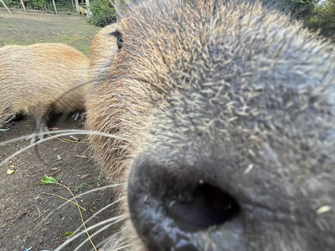 Greenacres Animal Park-Deeside必去景点