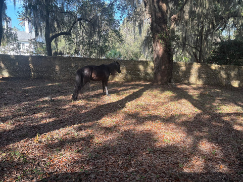 Cumberland Island Ferry