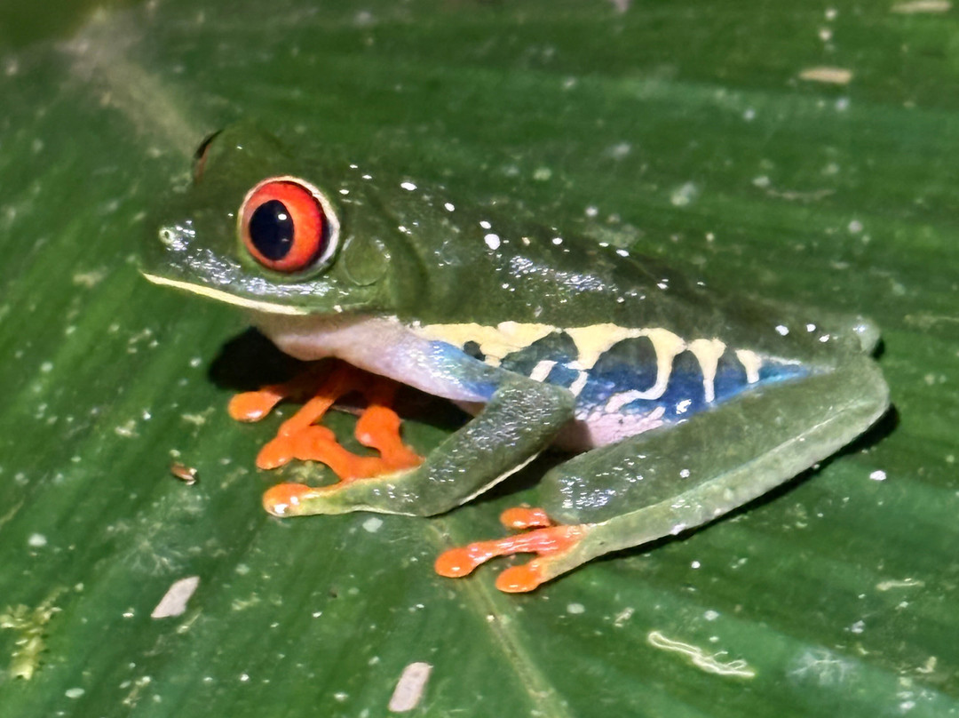 Tapir Valley Nature Reserve-Bijagua de Upala必去景点