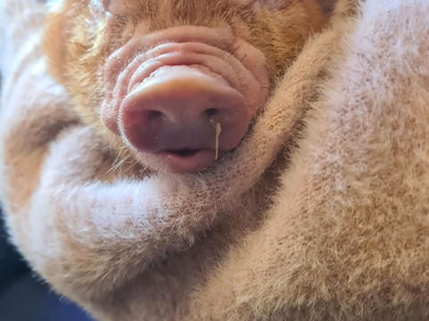 Pennywell Farm-Buckfastleigh必去景点