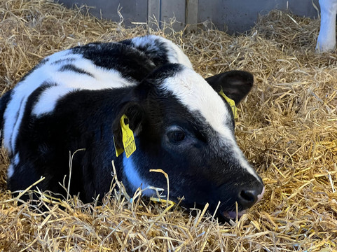 Wroxham Barns-Hoveton必去景点