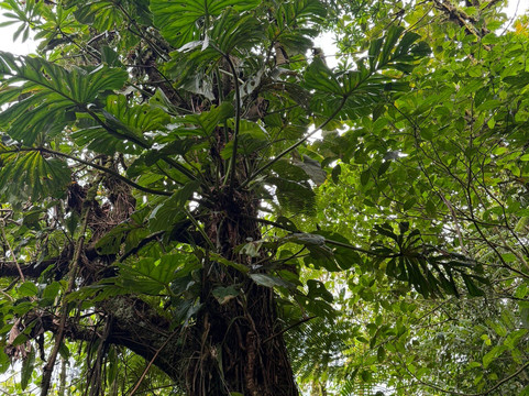 Rio Celeste Blue Adventures-Tenorio Volcano National Park必去景点