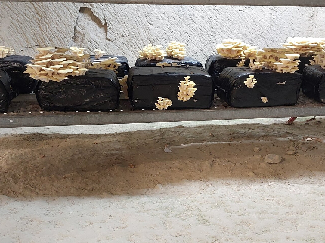 Saut Aux Loups - Museum-Montsoreau必去景点