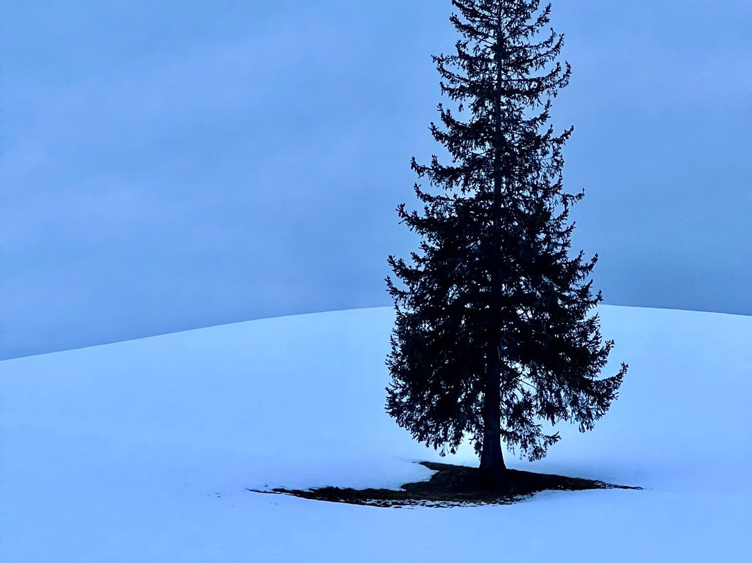 Christmas Tree no Ki-美瑛町必去景点