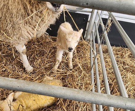 Piglets Adventure Farm-约克必去景点
