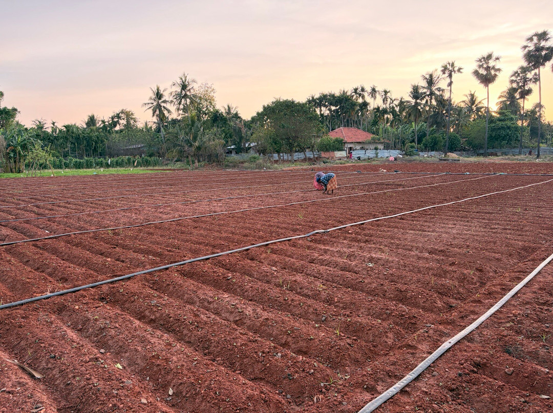 Thinnai Organic Farm主图