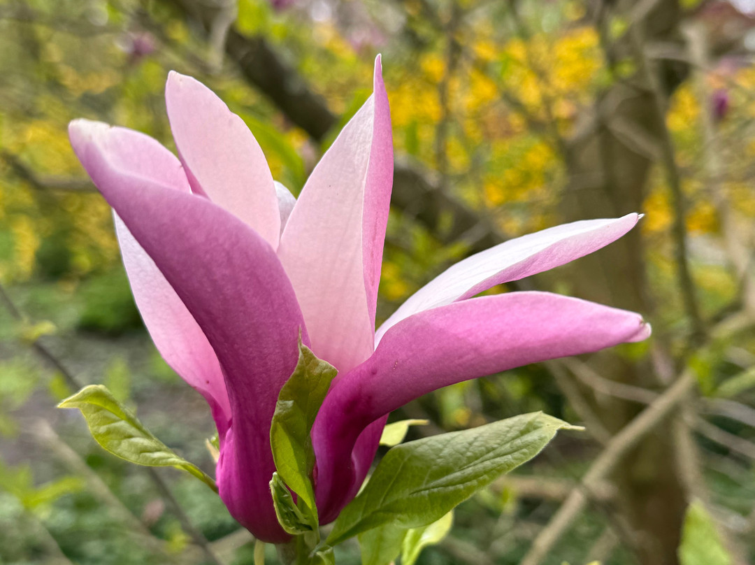 Botanical Garden Arboretum Oudenbosch-Oudenbosch必去景点