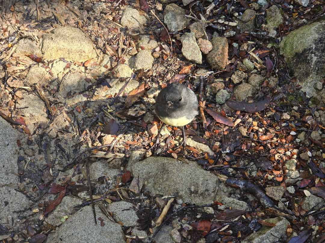 The Old Ghost Road-韦斯特波特必去景点