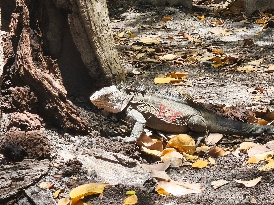 Capitaine Titi Balades en Mer-La Trinite必去景点