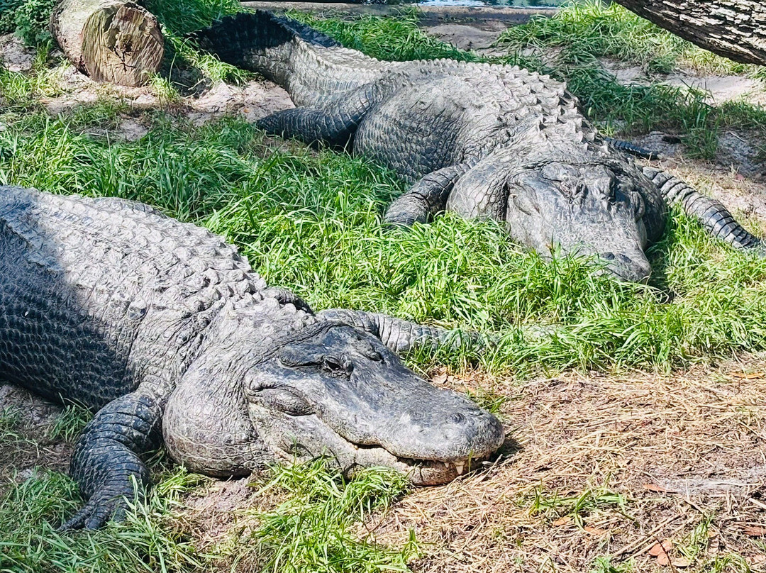 St. Augustine Alligator Farm Zoological Park-圣奥古斯丁必去景点