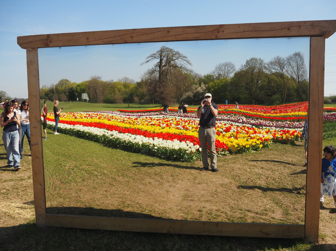 Tulleys Tulip Fields - Hertfordshire-圣奥尔本斯必去景点