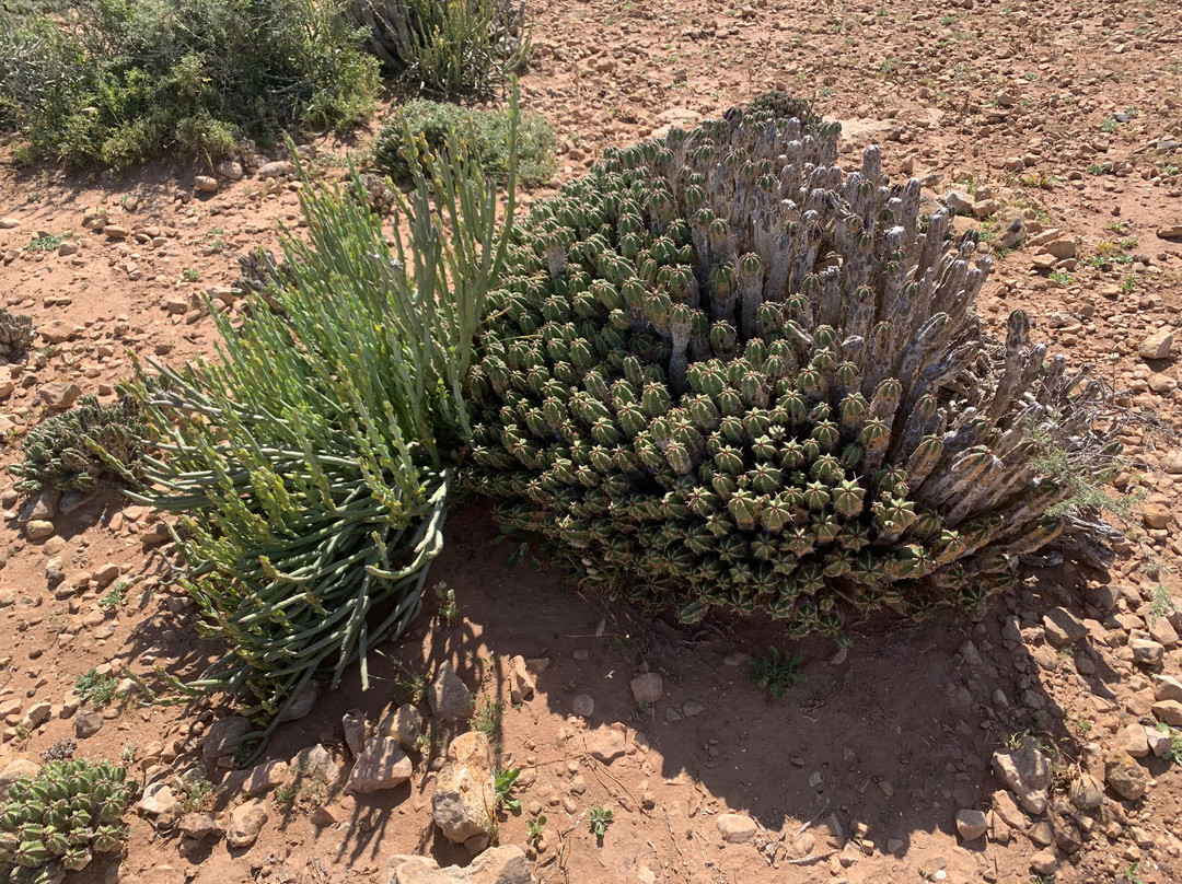 Parc Nacional de Souss-Massa-Takate必去景点