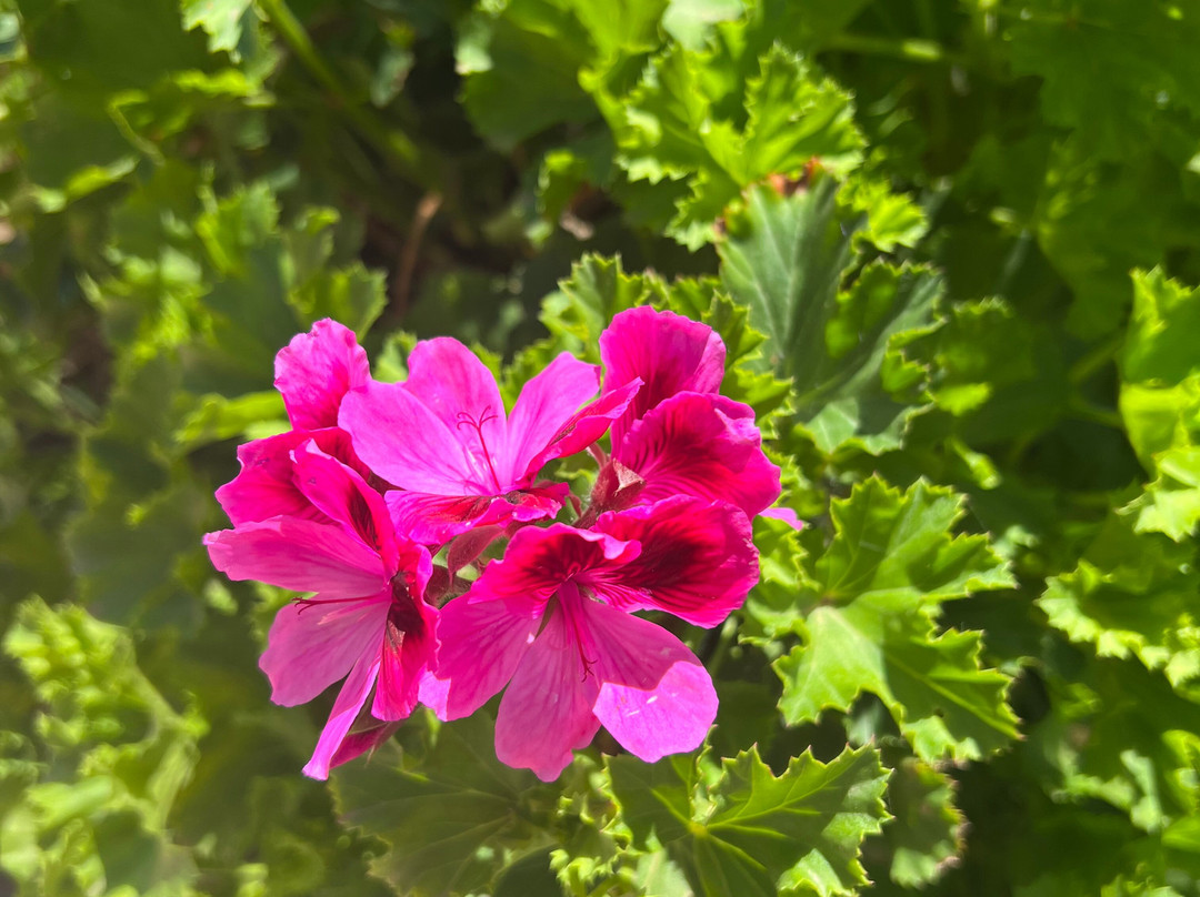 伊科斯安达卢西亚主图