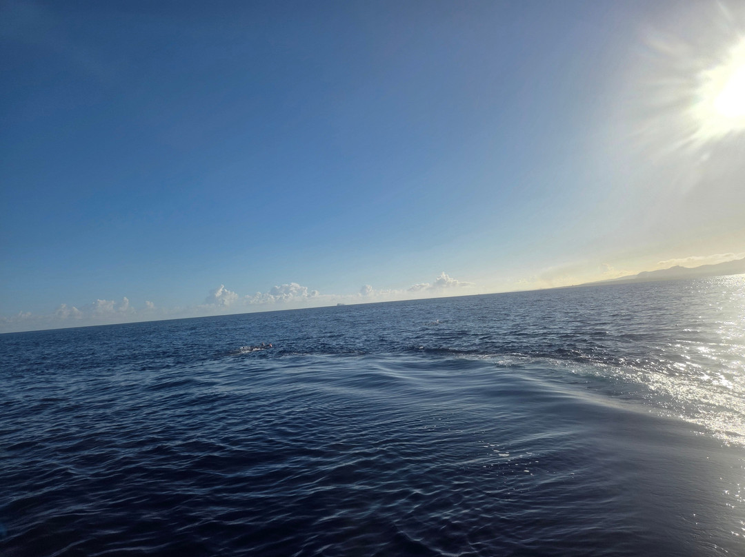 Whales Watching & Swimming With Dolphins In Mauritius-塔玛琳必去景点