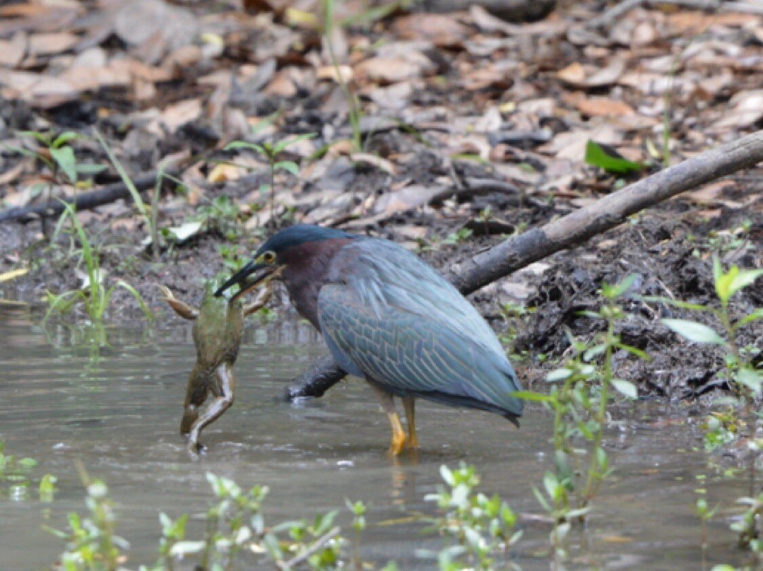 American Birding Guides